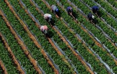 Çiftçilere 251,3 milyon lira destek ödemesi bugün yapılacak