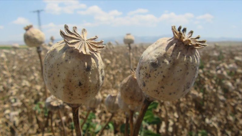 Haşhaş kapsülü alım ve satımının usulü TMO tarafından belirleyecek