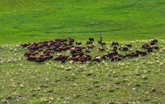 Iğdır’da 10 bin dönümlük meralar çiftçilere sunuldu