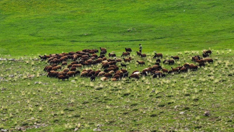 Iğdır’da 10 bin dönümlük meralar çiftçilere sunuldu
