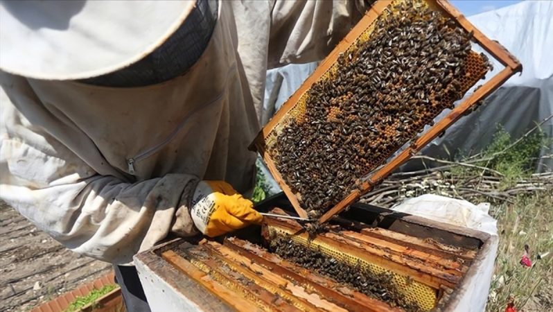 Manisa’da maden sahasında bal üretimi başlıyor