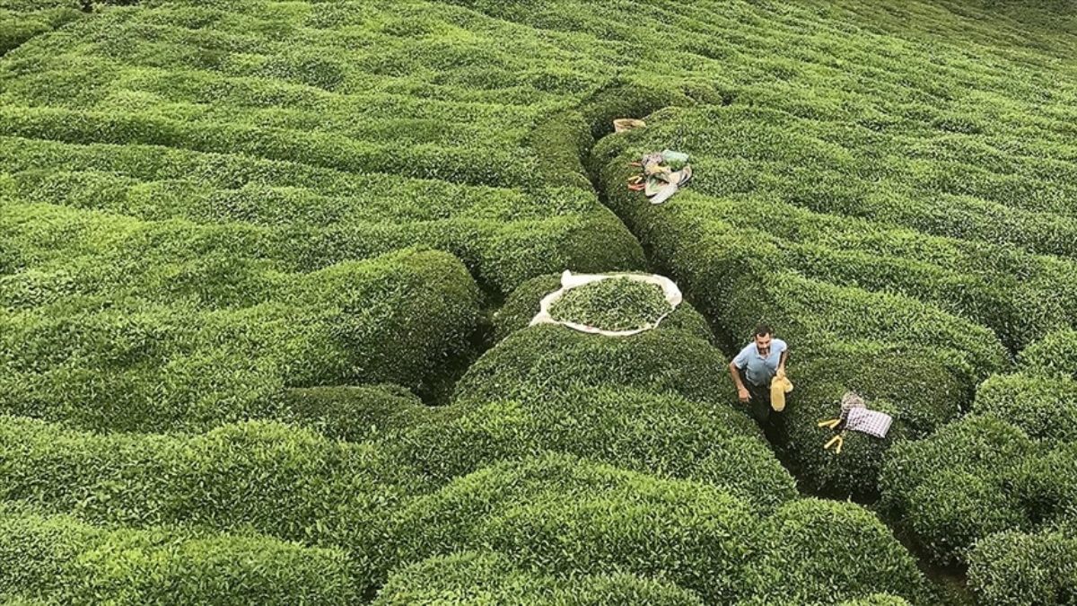Rize’nin 5 aylık çay ihracatı yüzde 40 arttı