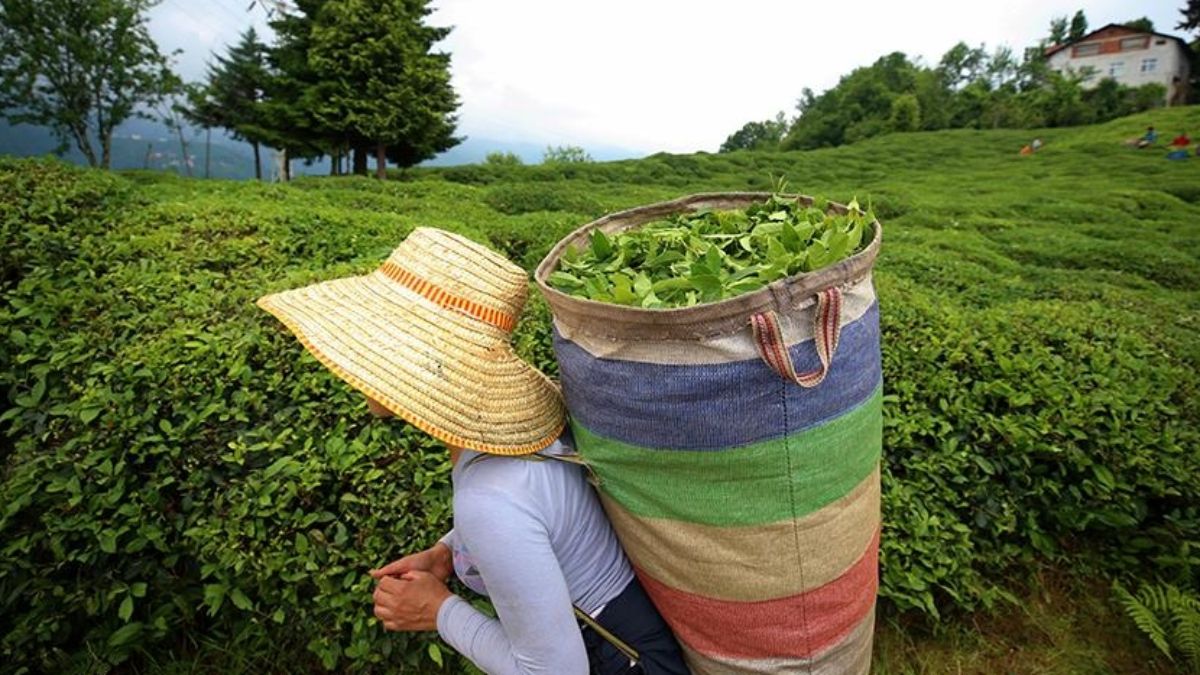 Yaş çay alımında üretim beklentisi: 420 bin ton